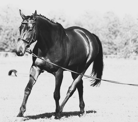 Lunging horses – why bother? Part 2