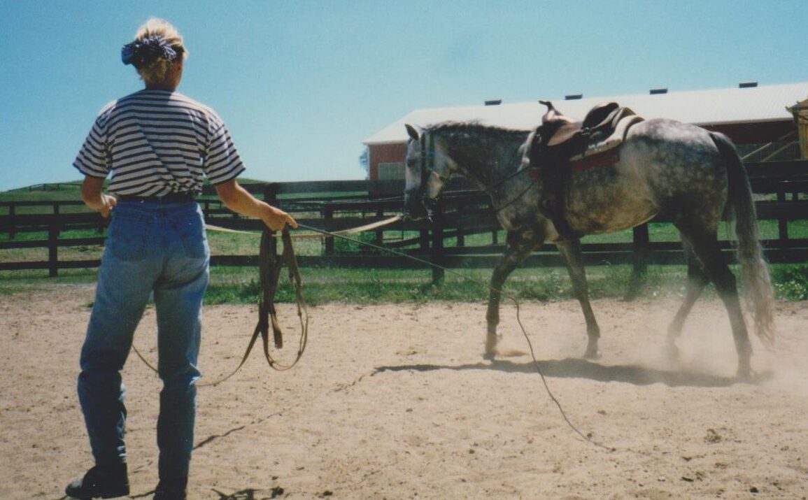 Lunging horses – why bother? Part 1