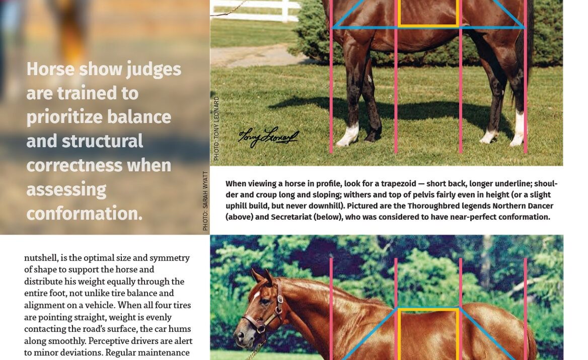 Developing a horseman’s eye. Part 2
