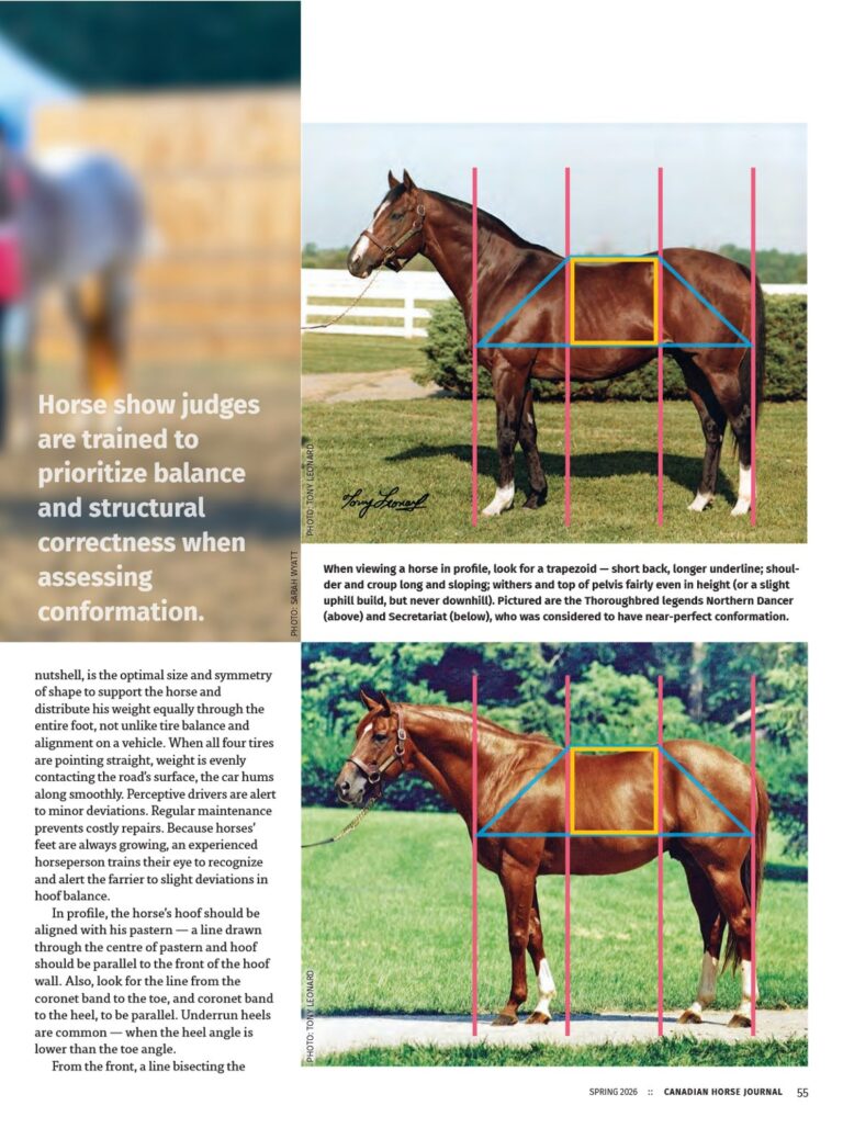 Developing a horseman’s eye. Part 2